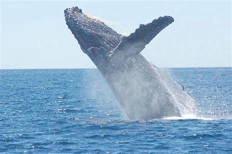 penis de baleine bleu|Baleine bleue : Fiche descriptive complète + photos